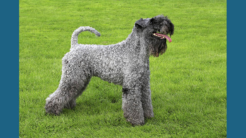 Kerry Blue Terrier 9