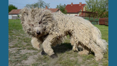 Komondor 1