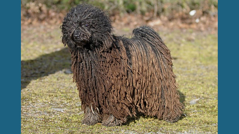 Komondor 10