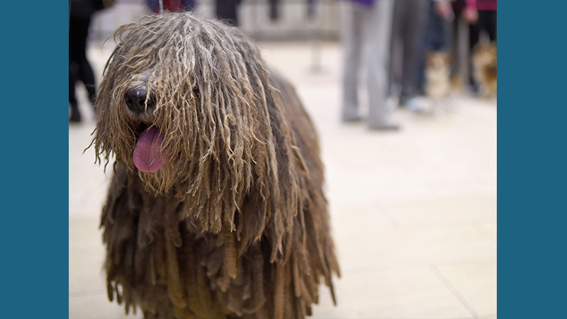 Komondor 11