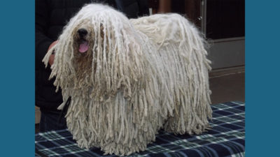 Komondor 12