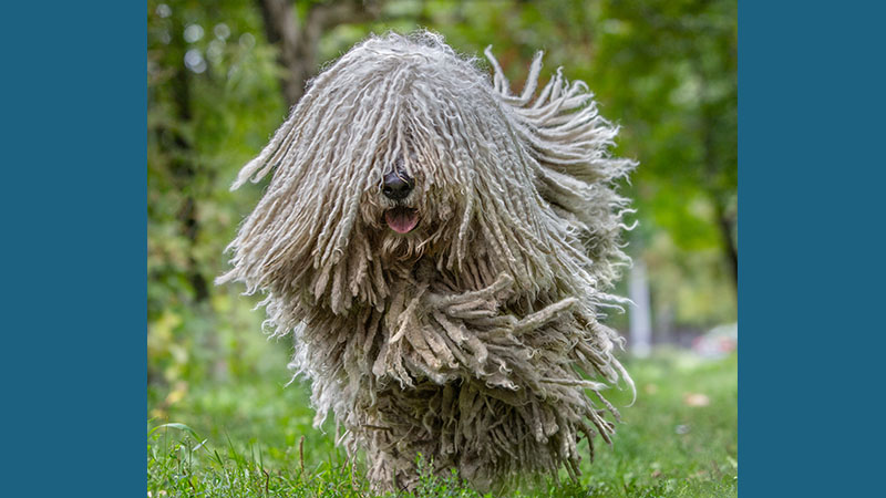 Komondor 13