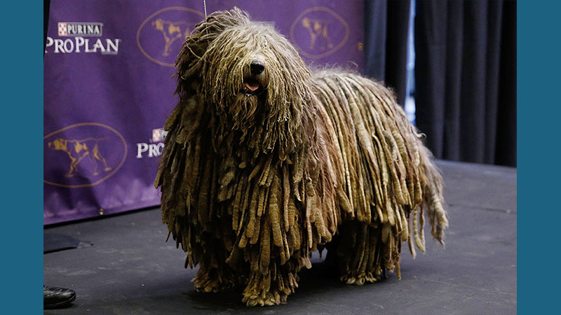 Komondor 14