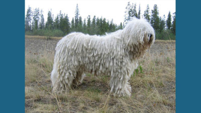 Komondor 2