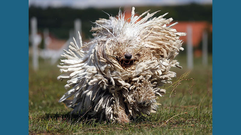 Komondor 3