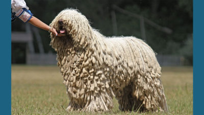 Komondor 4