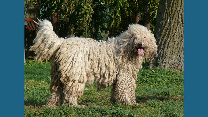 Komondor 5