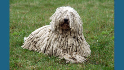 Komondor 6