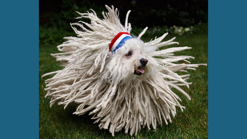 Komondor 7