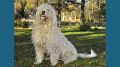 Komondor 8