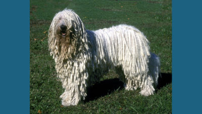 Komondor 9