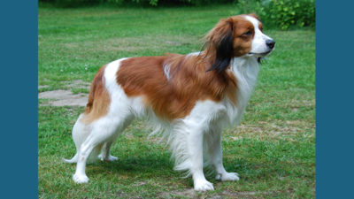 Kooikerhondje 1