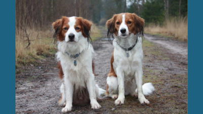 Kooikerhondje 10