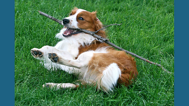 Kooikerhondje 12