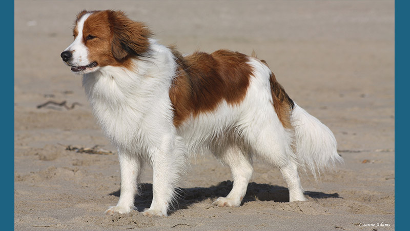 Kooikerhondje 13