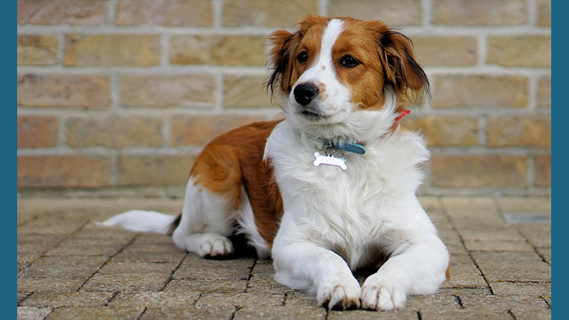 Kooikerhondje 14