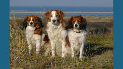 Kooikerhondje 16