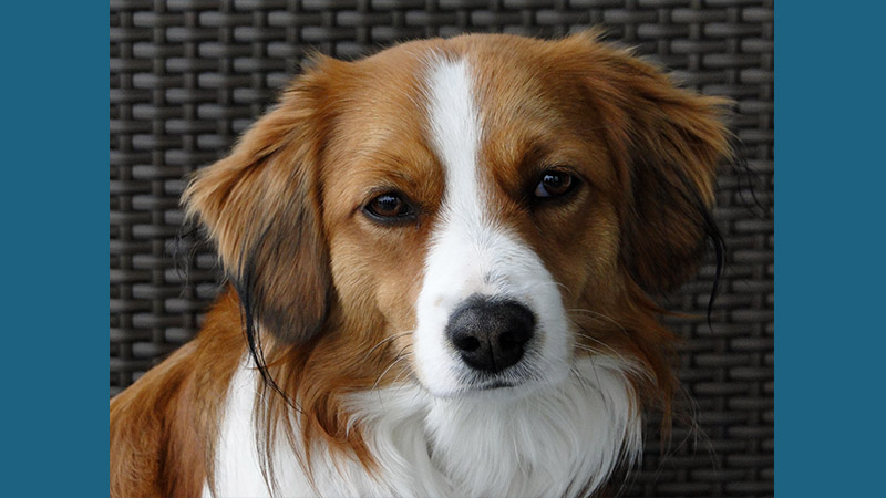 Kooikerhondje 2