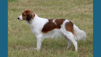 Kooikerhondje 3