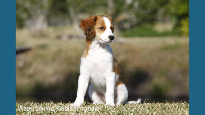 Kooikerhondje 4