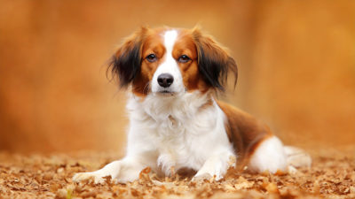 Kooikerhondje 6