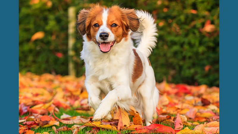 Kooikerhondje 7