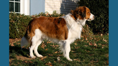 Kooikerhondje 8