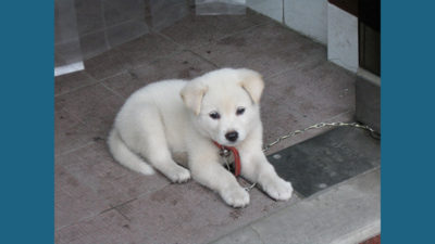 Korean Jindo Dog 1