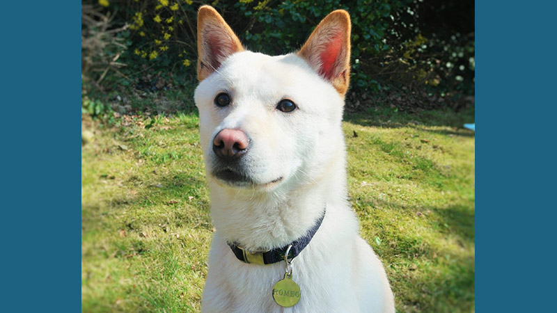 Korean Jindo Dog 2