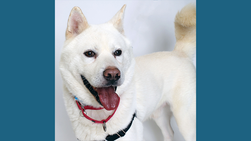 Korean Jindo Dog 3