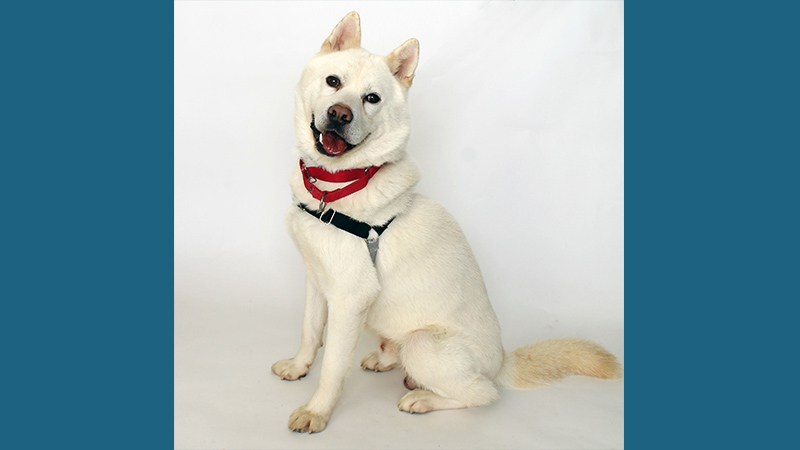 Korean Jindo Dog 4