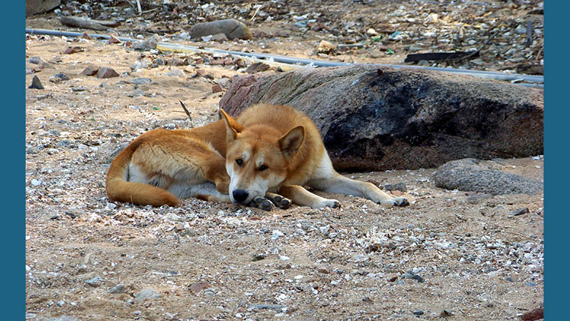 Korean Jindo Dog 5