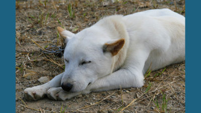 Korean Jindo Dog 6