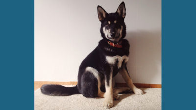 Korean Jindo Dog 7