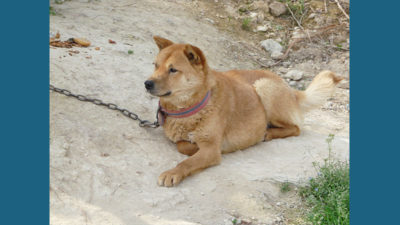 Korean Jindo Dog 8