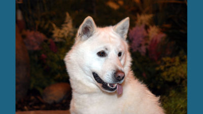 Korean Jindo Dog 9