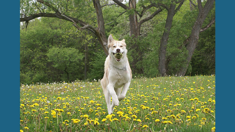 Kuvasz 1