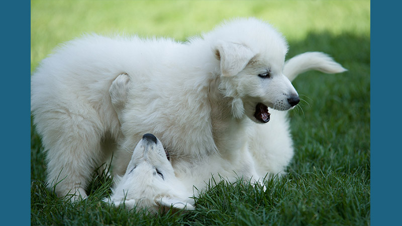 Kuvasz 12