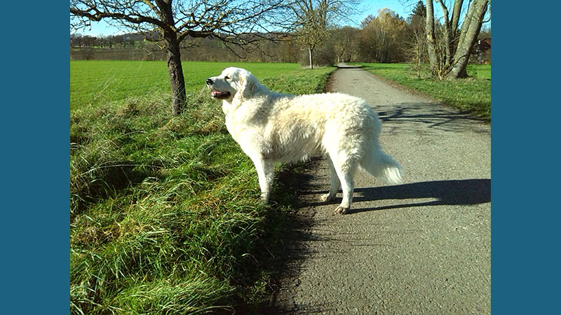 Kuvasz 13