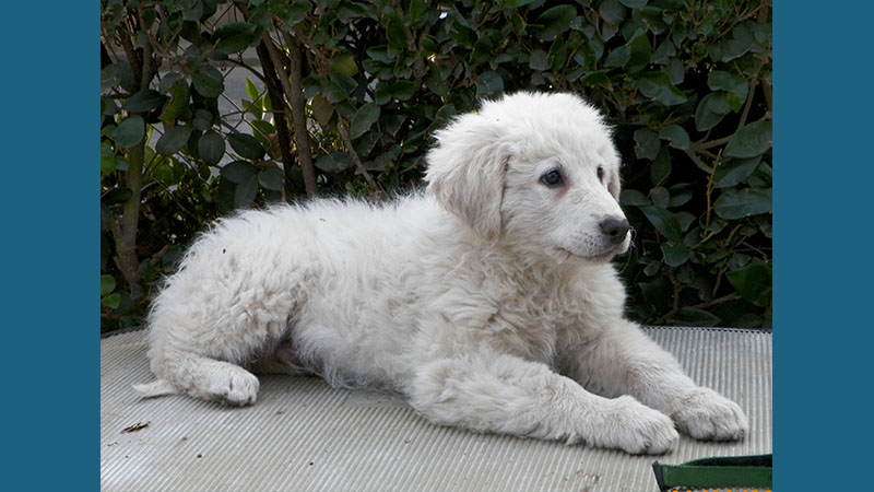 Kuvasz 14