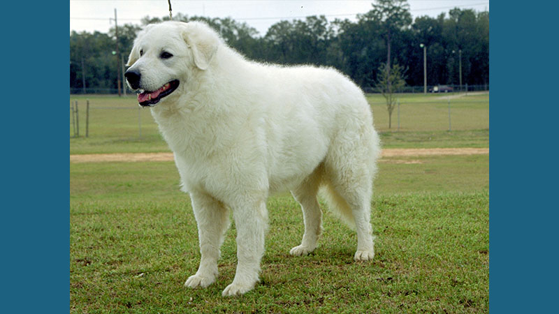 Kuvasz 2