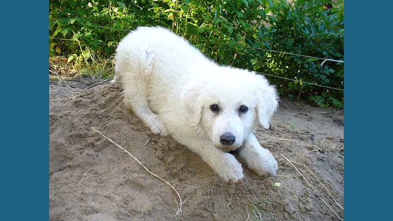 Kuvasz 3