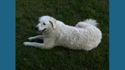 Kuvasz 4