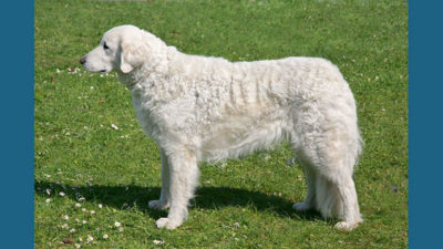 Kuvasz 5