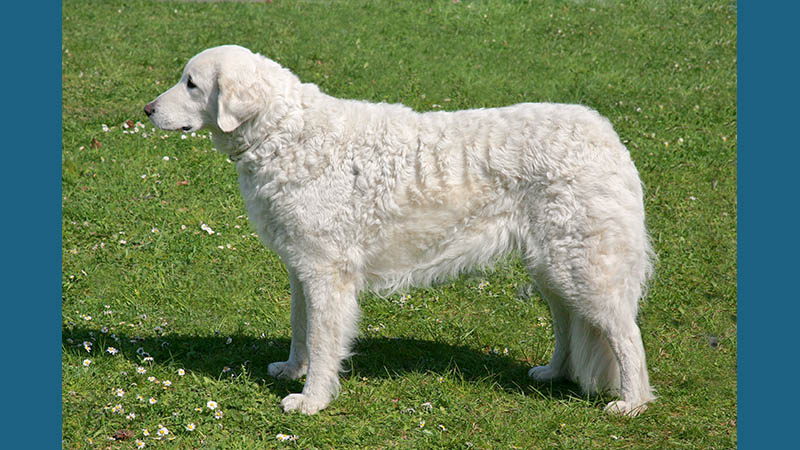 Kuvasz 5