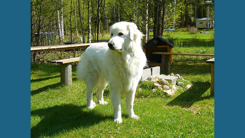 Kuvasz 6