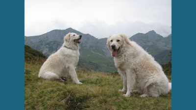 Kuvasz 7