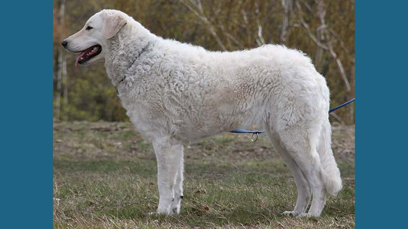 Kuvasz 8