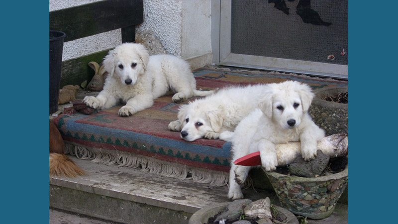 Kuvasz 9