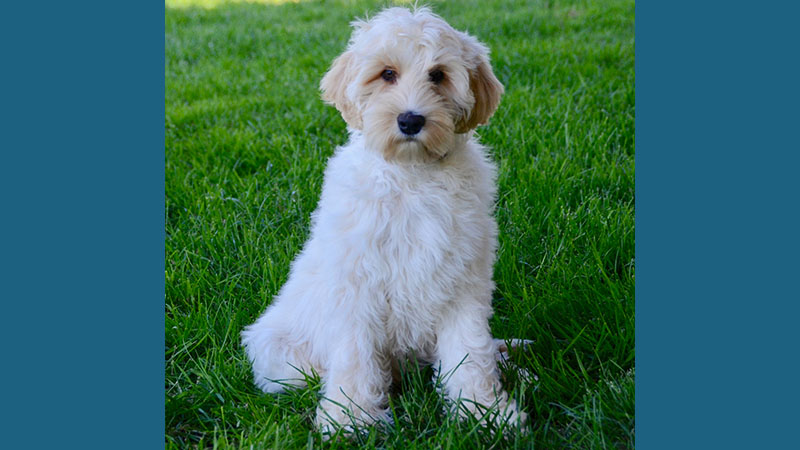 Labradoodle 1